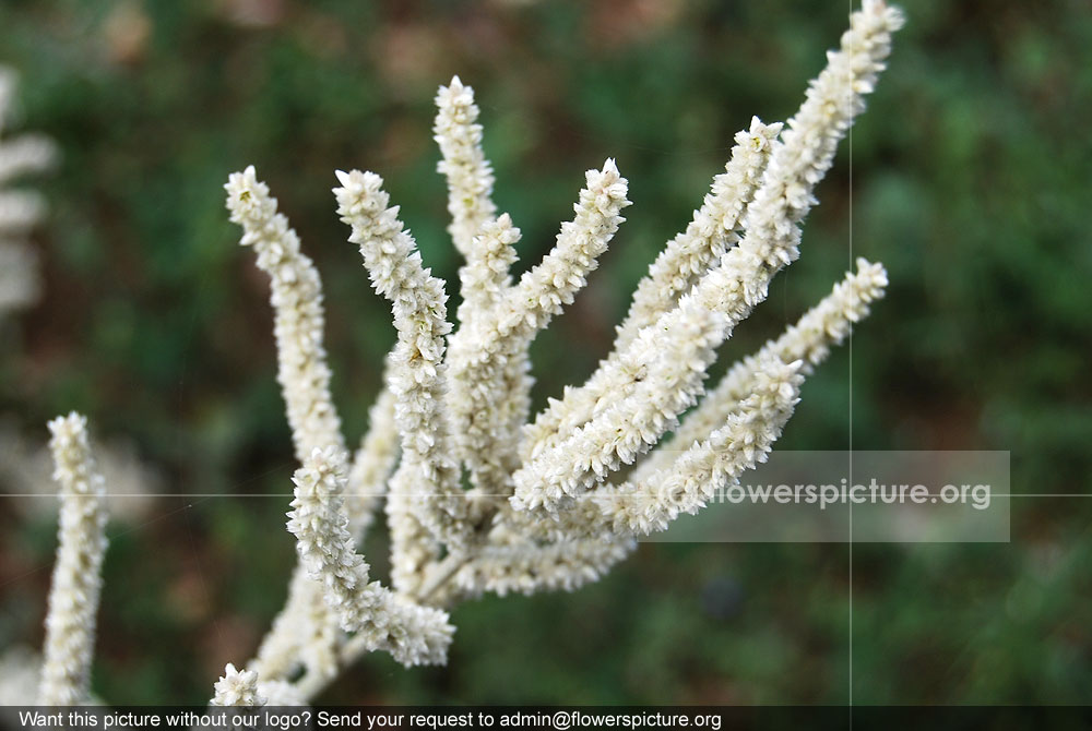 Aerva javanica
