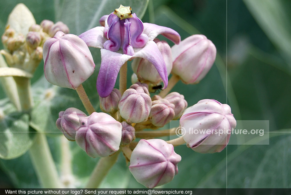 Calotropis gigantea