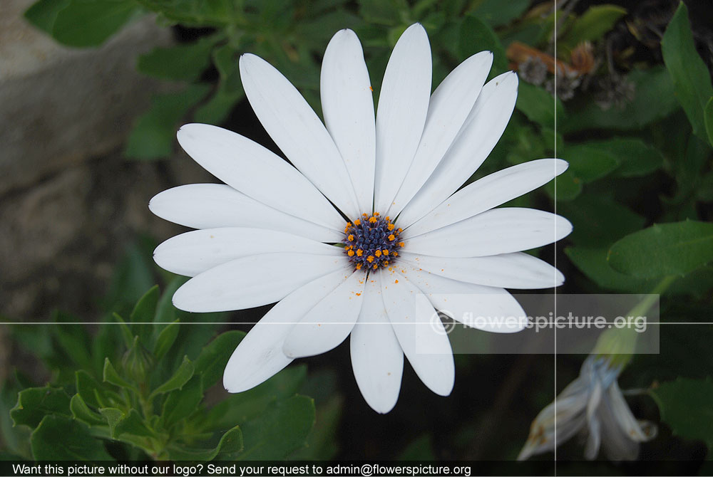 Dimorphotheca
