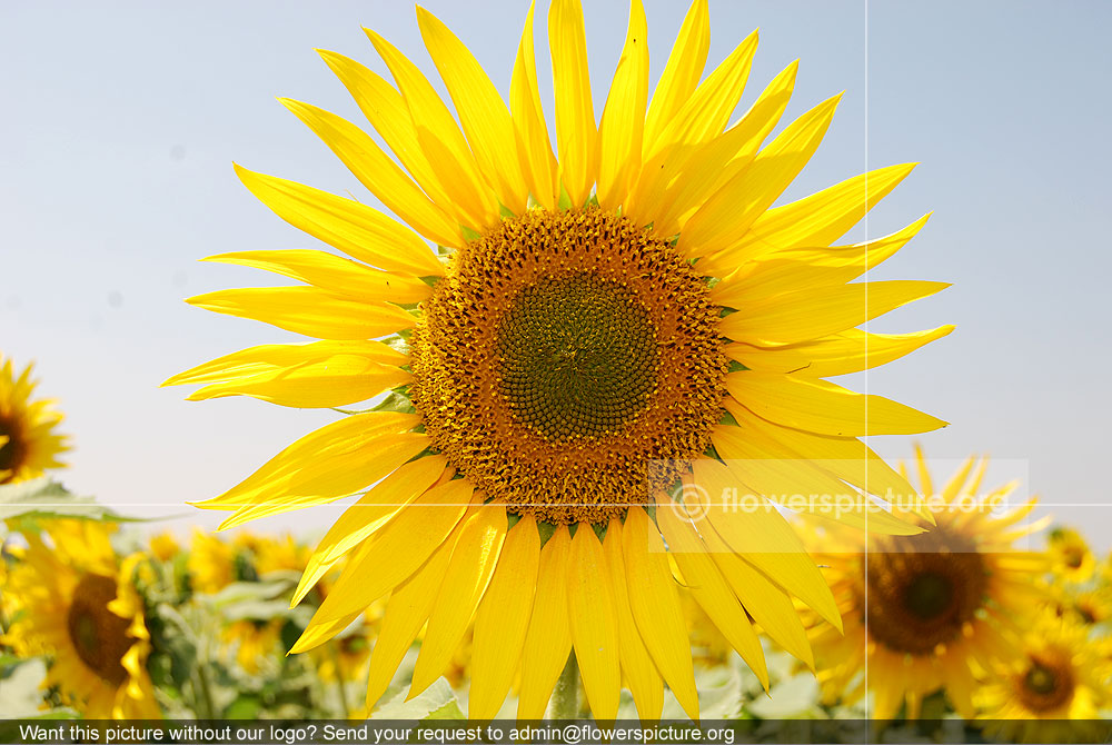 Helianthus Annuus