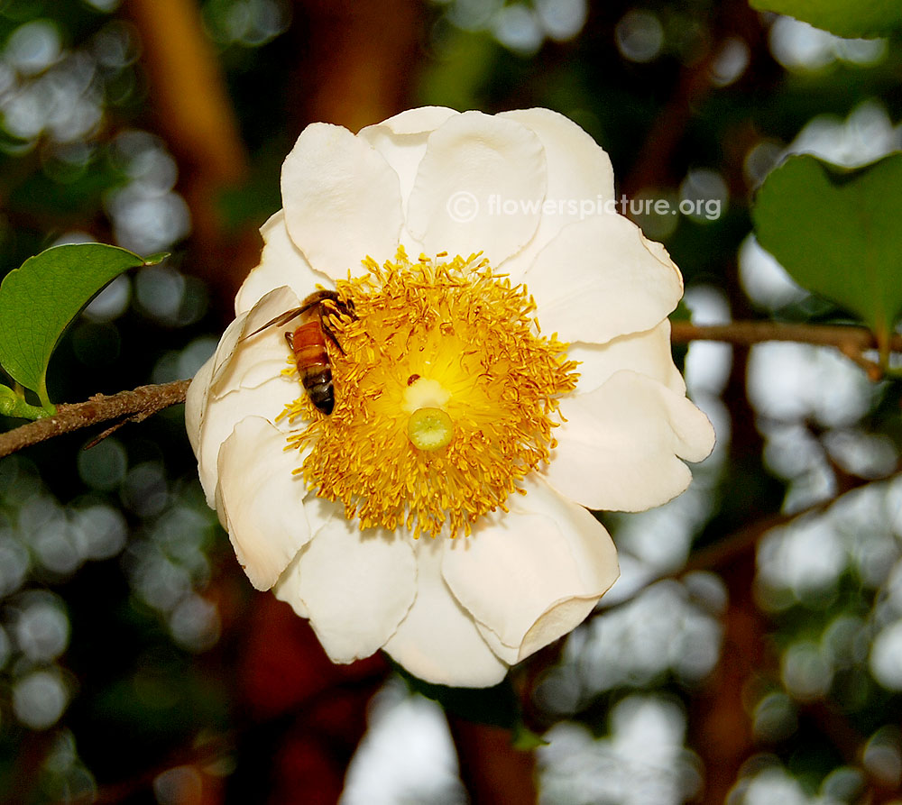 Oncoba spinosa