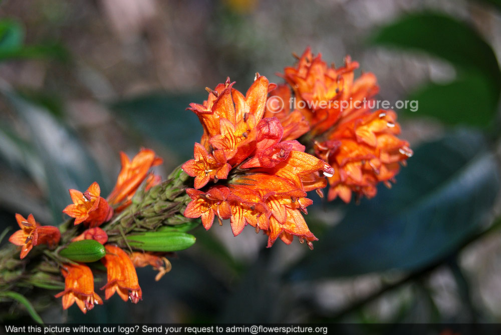 Red nongmangkha