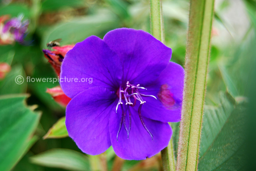 Pansy plentifall frost-Lavender purple with face markings Tibouchina urvilleana stem and stamens