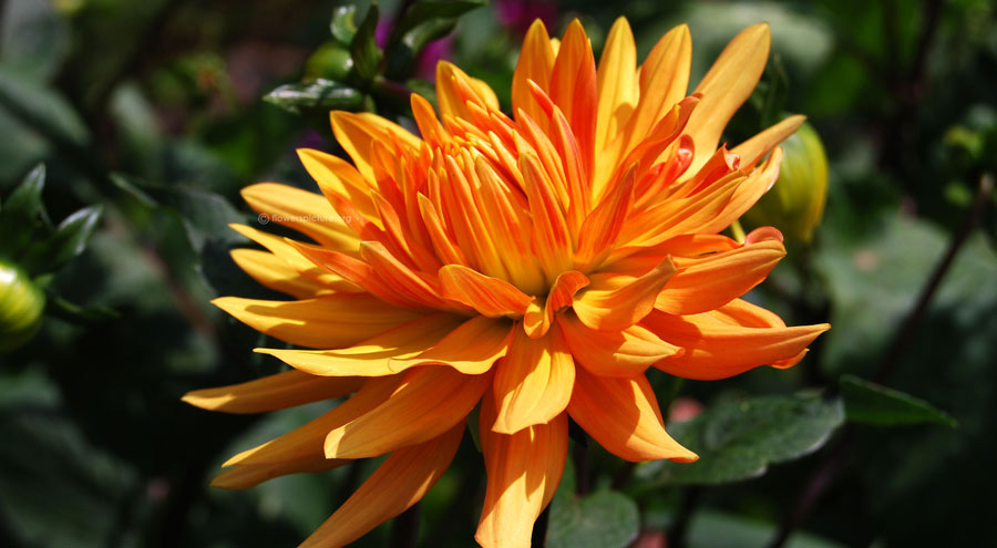 Dahlia Neon Splendor picture