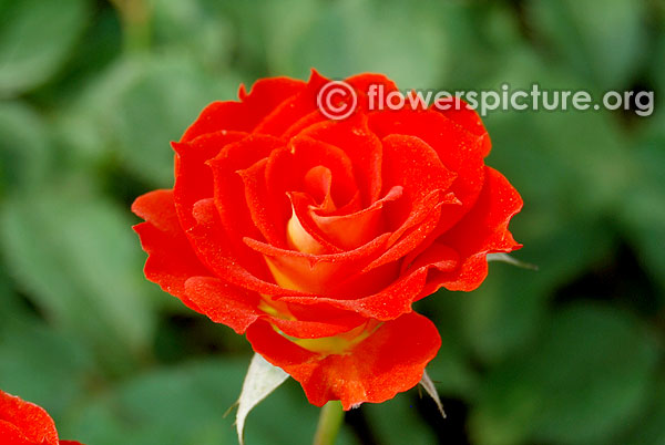 Top marks rose