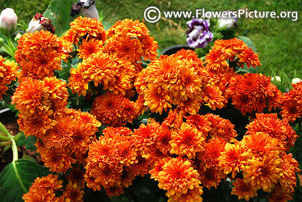 Autumn glow chrysanthemum