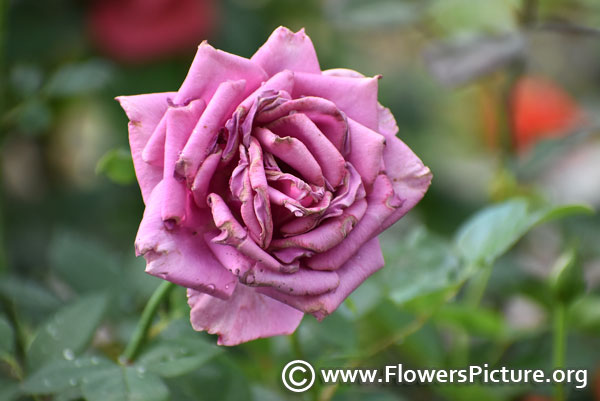 Cool water rose