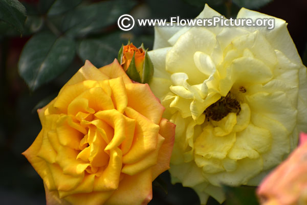 Double yellow rose