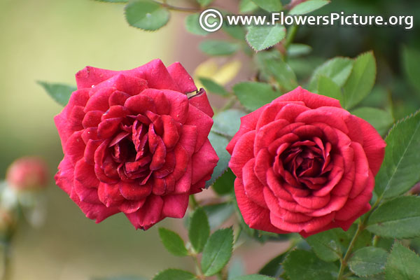 Light red rose