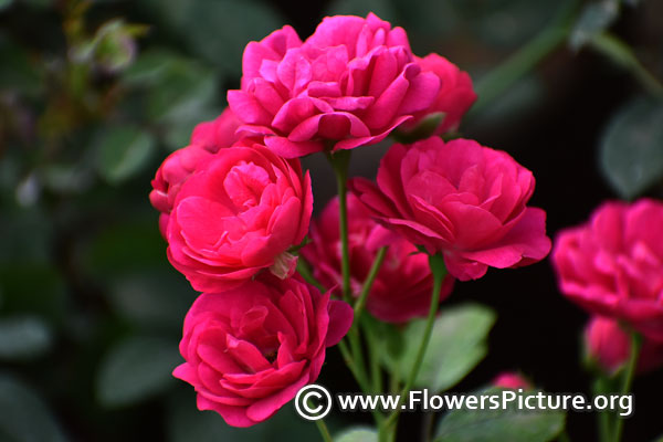 Pink miniature rose