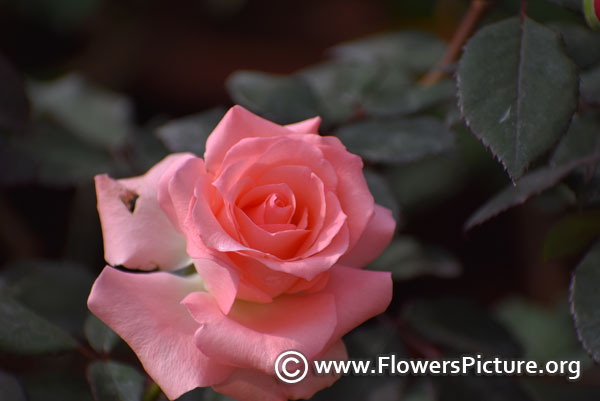 Salmon color rose