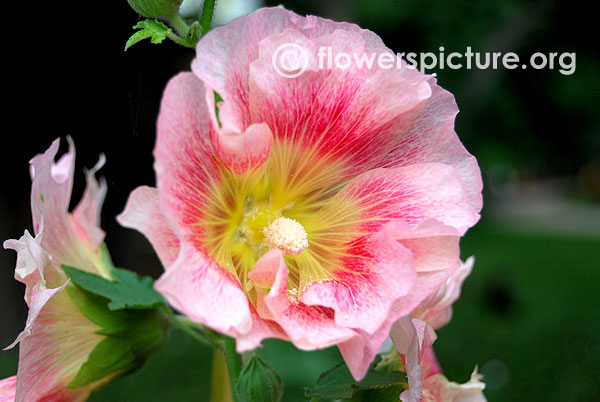 Alcea