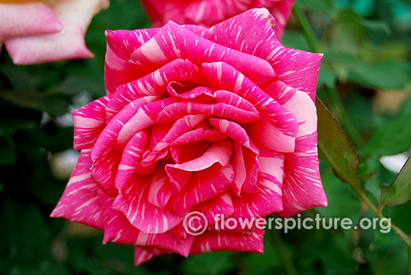 Ferdinand pichard rose
