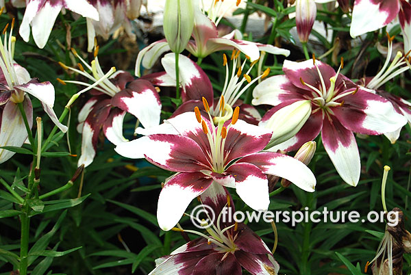 Bravura lily