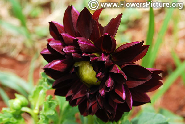 Black magic dwarf dahlia