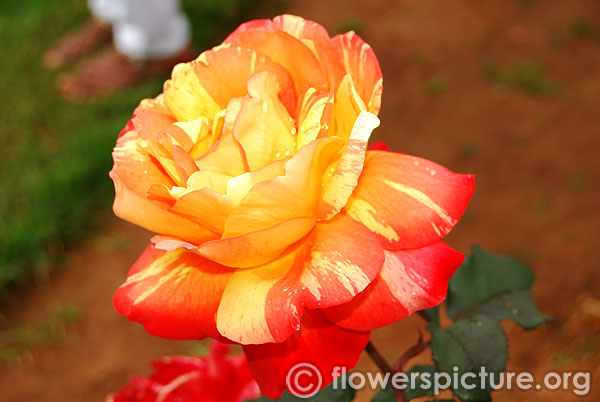 Harry wheatcroft rose red yellow striped petals