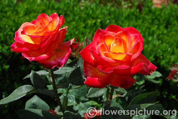 Piccadilly rose