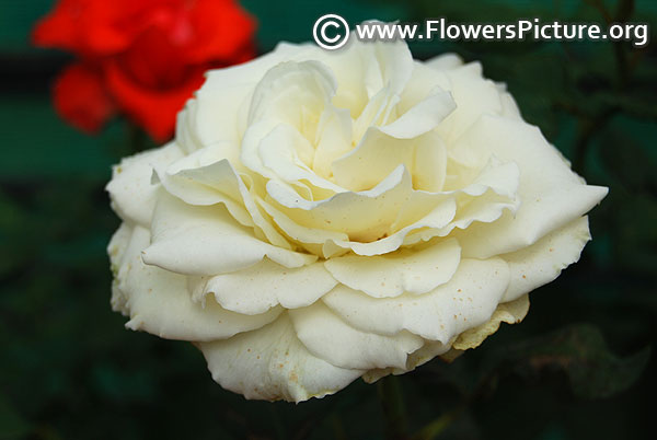 Tineke rose ooty