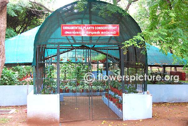 Ornamental plants conservatory