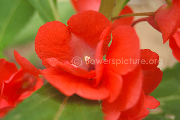 Impatiens Balsamina
