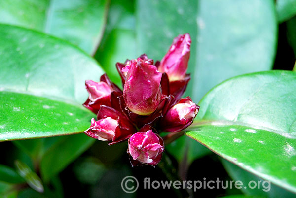 Rose allamanda
